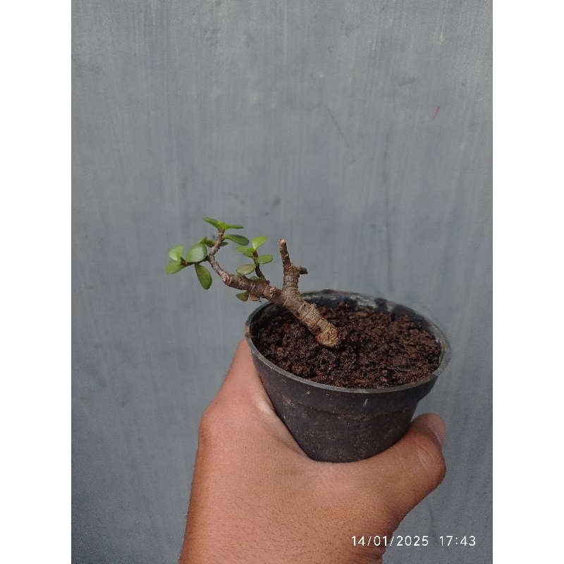 jade plant/portulacaria afra