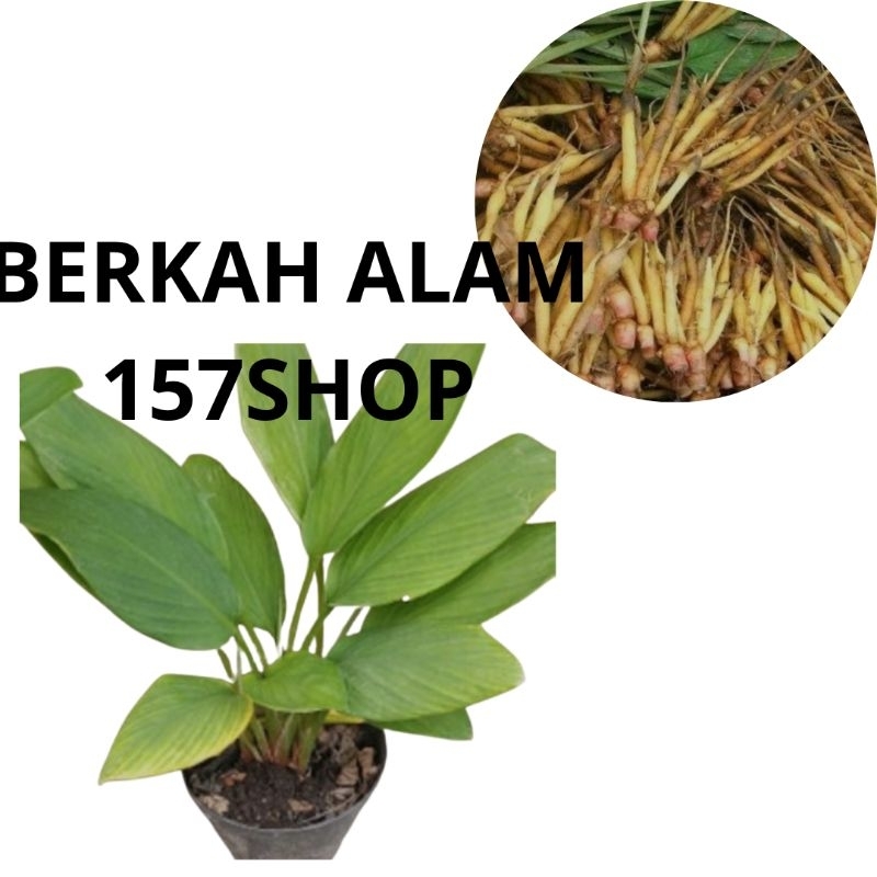 Bibit temu kunci siap tanam - bibit temu kunci bahan jamu