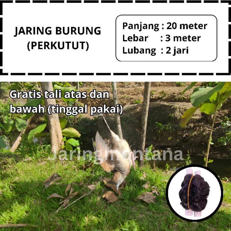 PIKAT JEBAKAN BURUNG JARING BURUNG PERKUTUT JARING BURUNG