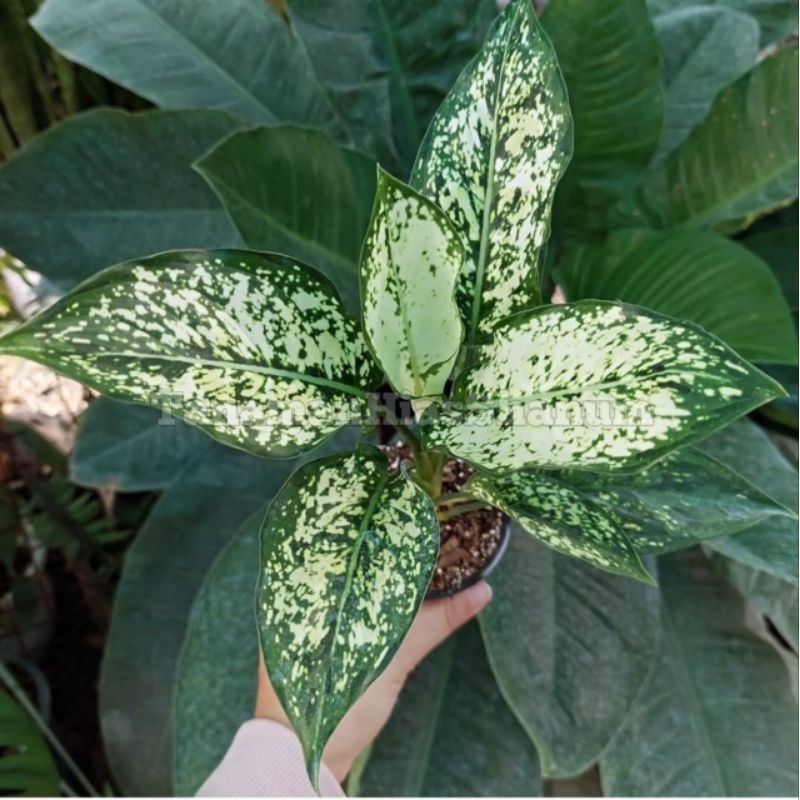 tanaman hias aglaonema snow white - aglaonema snow white - aglonema snow white - aglonema - aglaonem