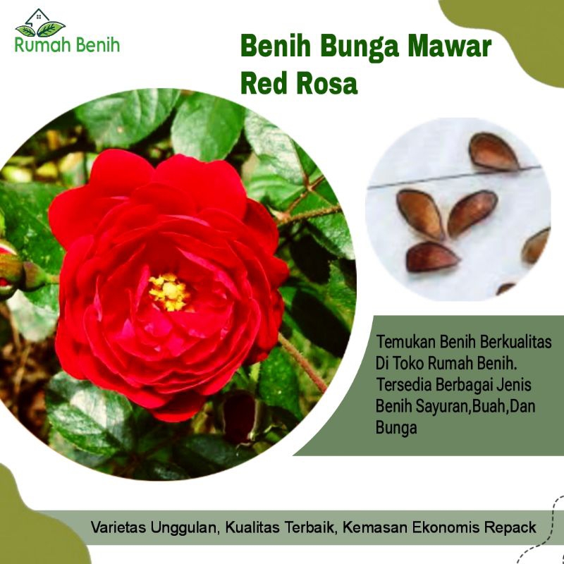 Benih Bunga Mawar Merah Import Premium / Bibit Benih Bunga Mawar Red Rosa / Biji Benih Bunga Mawar /