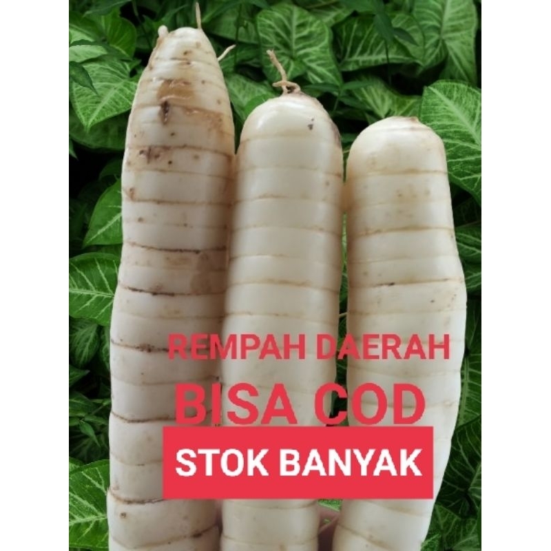 

Umbi garut segar super 1 kg (BISA COD)