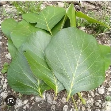 

daun ploso fresh per lembar herbal banyak manfaat(5 bonus 1)