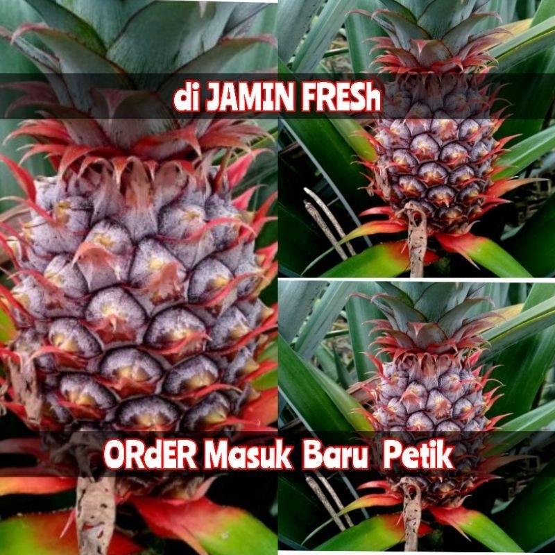 

nanas muda berkualitas langsung petik