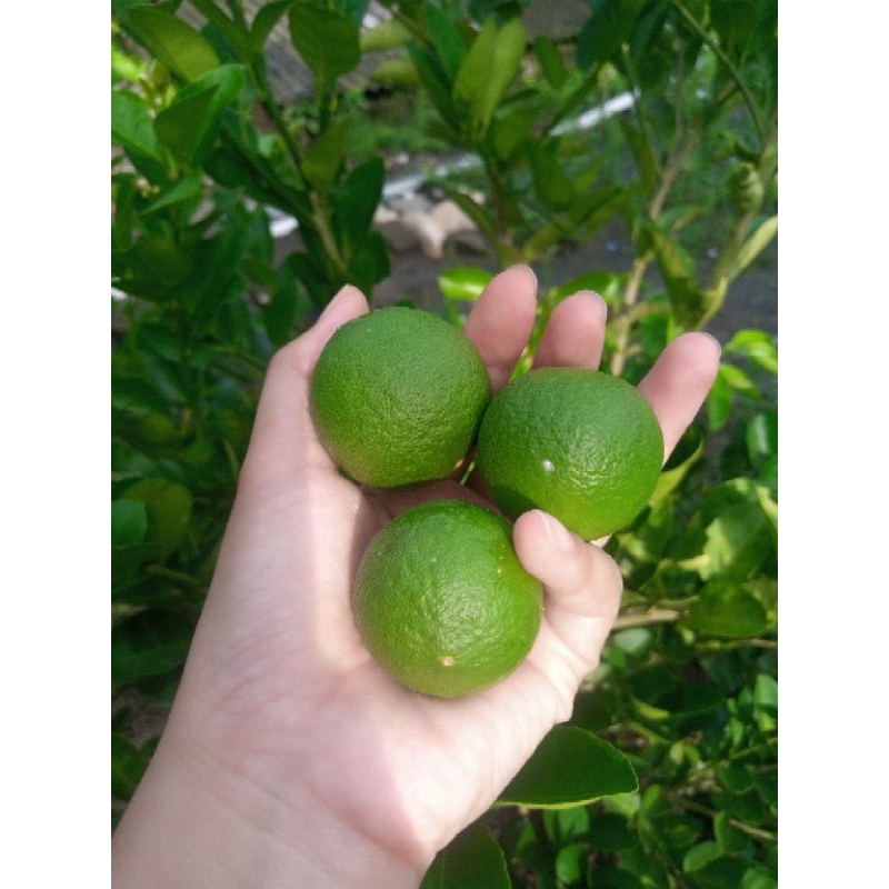 

JERUK NIPIS BLITAR MURAH 1kg