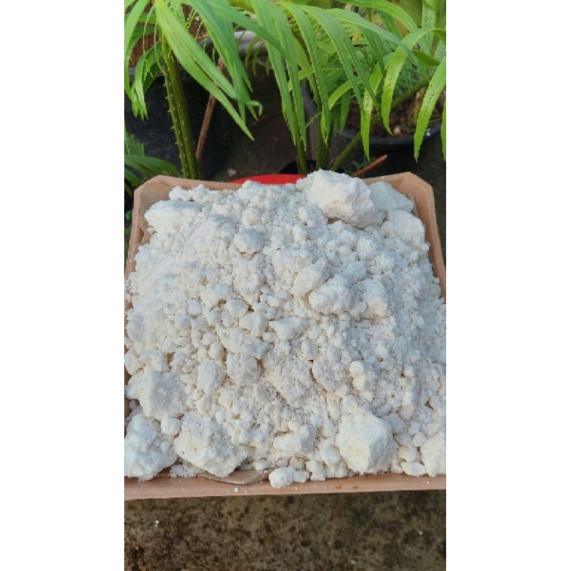 

SAGU BASAH PAPEDA 100% ORI TANPA BAHAN CAMPURAN KEMASAN 1 KG
