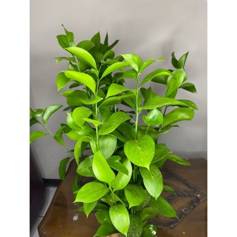 ( GRATIS POT ) bibit tanaman hias daun potong ruskus / ruskus teduh berakar