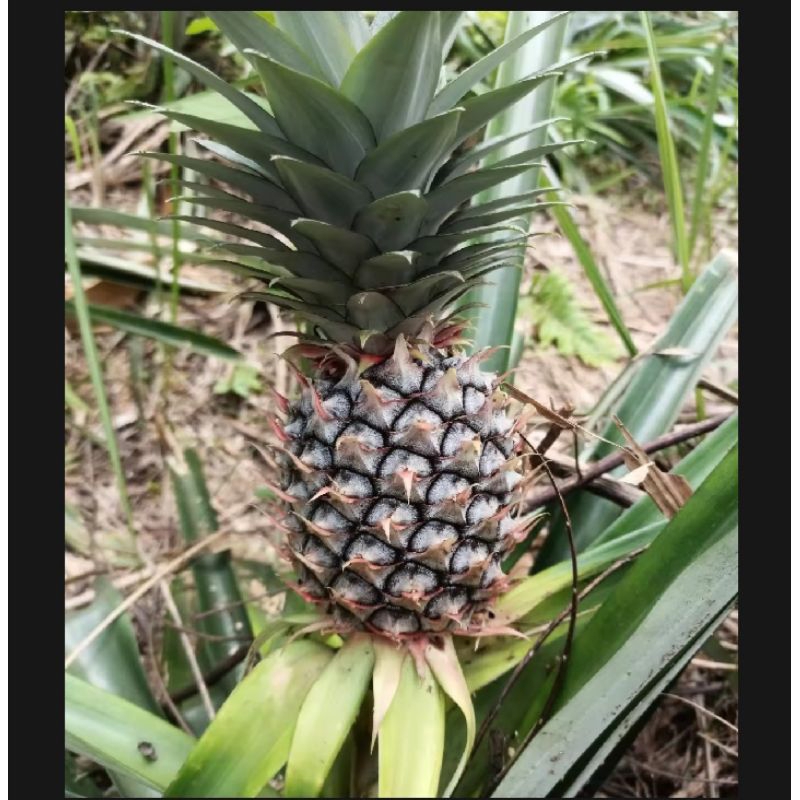 

Jual Nanas Muda segar fres 1 Buahhh.