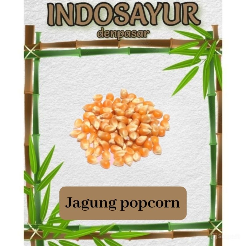 

Jagung popcorn _ INDOSAYUR