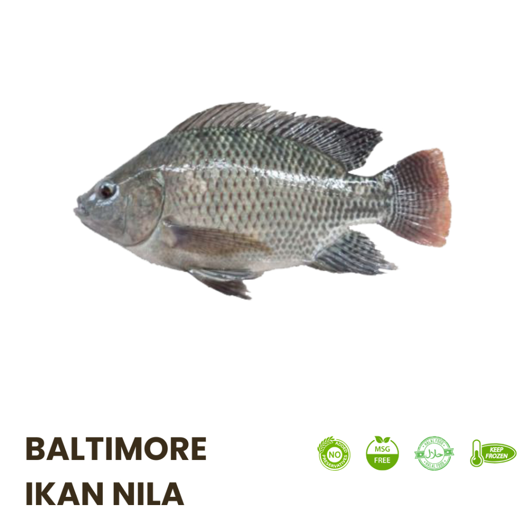 

Ikan nila fresh supplier hotel, kafe, resto