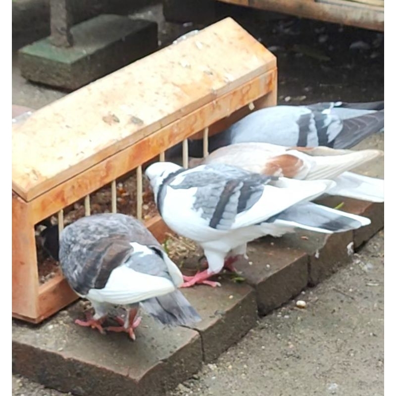 Burung Merpati Sepasang Giring/Templek