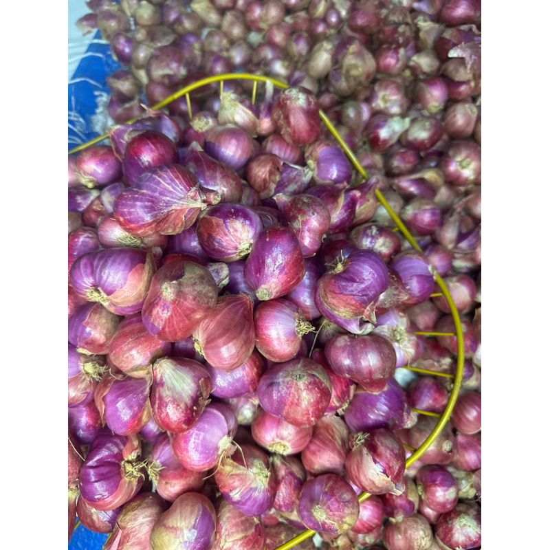 

bawang merah ukuran 1Kg besar