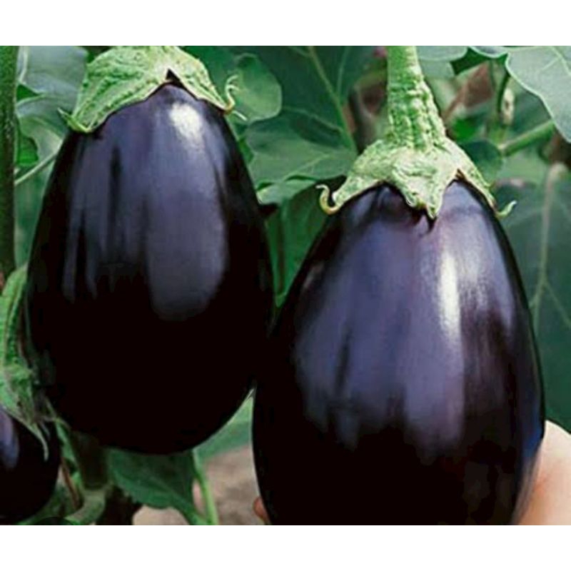 BIBIT TERONG UNGU PONDOH MURAH