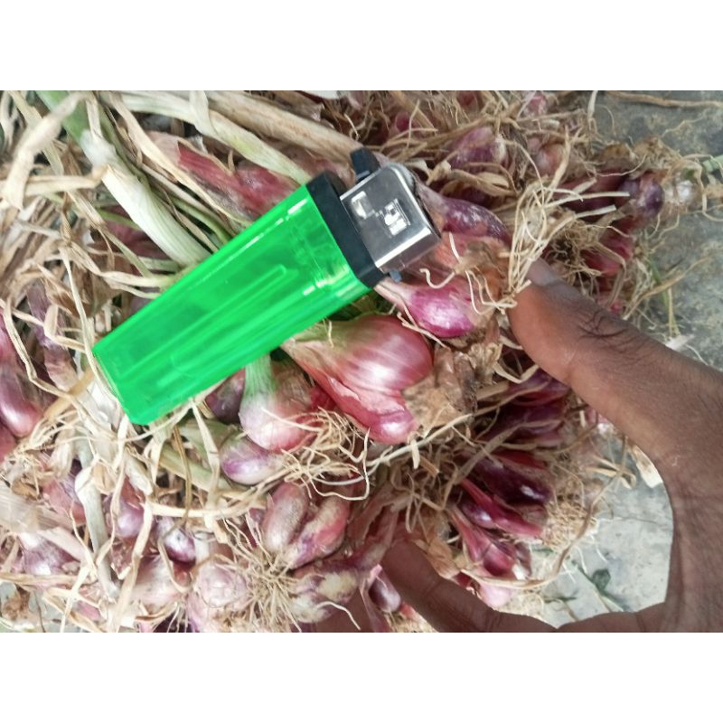 

BAWANG MERAH UKURAN KECIL 1KG