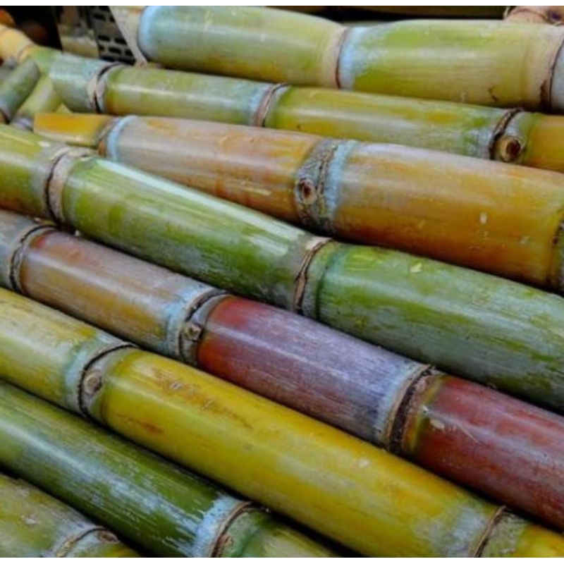 

TEBU KUNING ASLI POTONGAN 30 CM