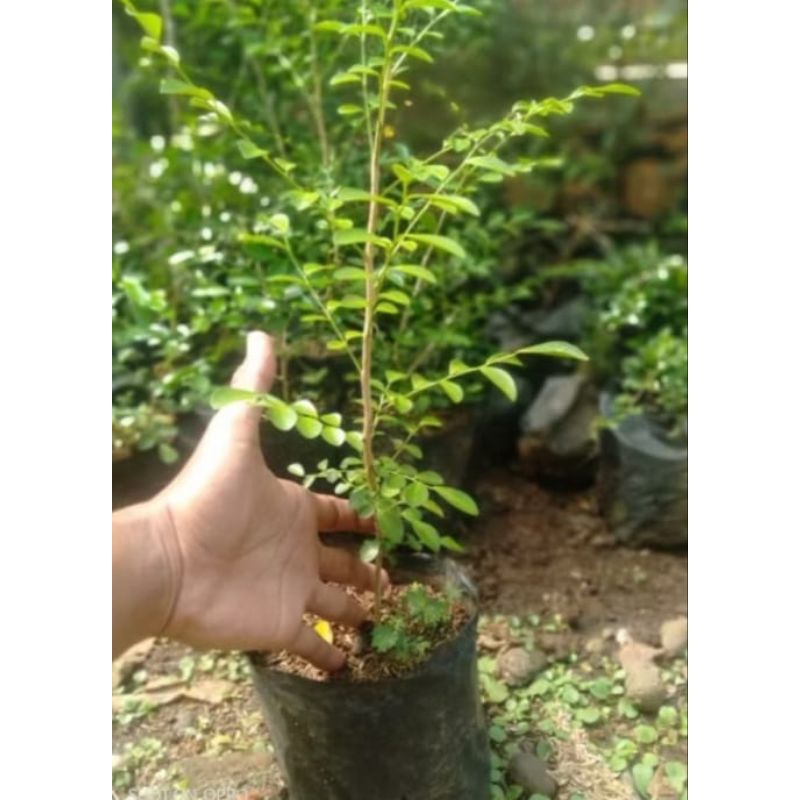 BIBIT TANAMAN POHON KEMUNING JAWA