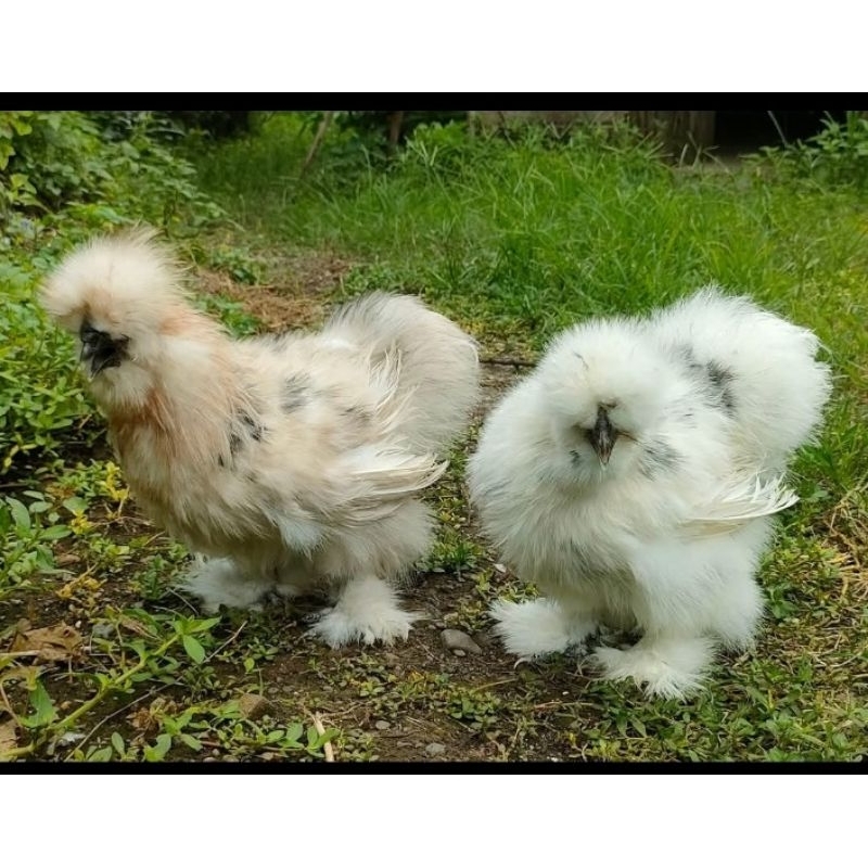 

TELUR TETAS AYAM HIAS AMERICAN SILKY UNTUK DI TETASKAN