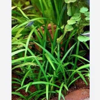 Sagitaria subulata dwarf - Tanaman karpet Low Co2 Aquascape - Easy Tumbuhan Air Hidup Hiasan Dekoras