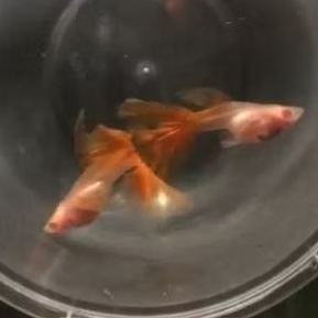 HFB Ikan Guppy Super Premium Albino Full Red Swallow Ribbon Glass Belly spek Kontes Hias dan Budiday