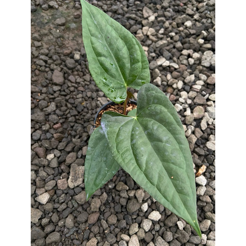 anthurium Fotsherman x Luxurian ecuador