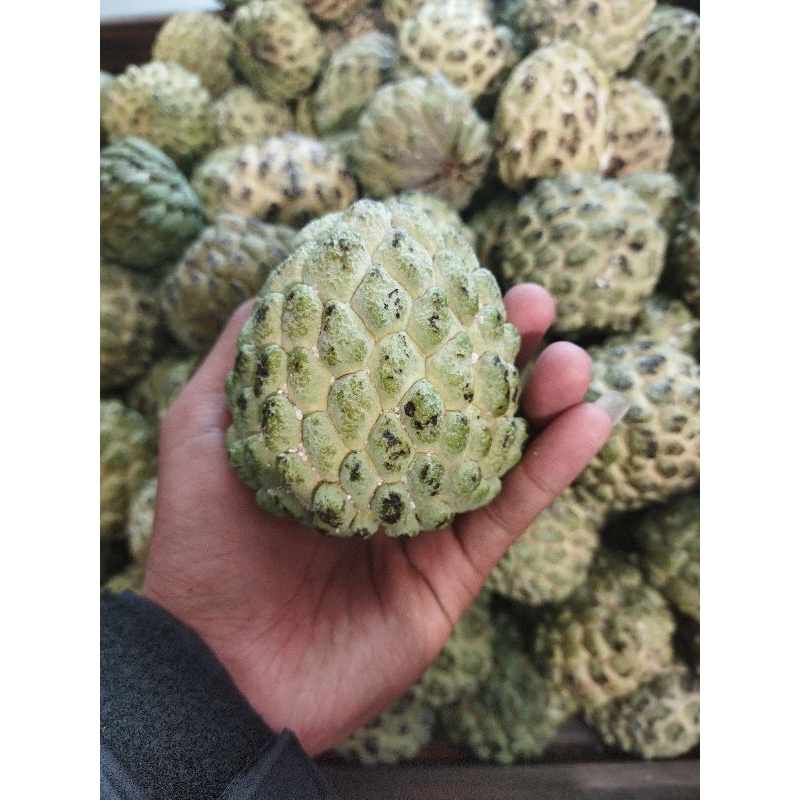 

Srikaya lokal jumbo manis fresh 1kg