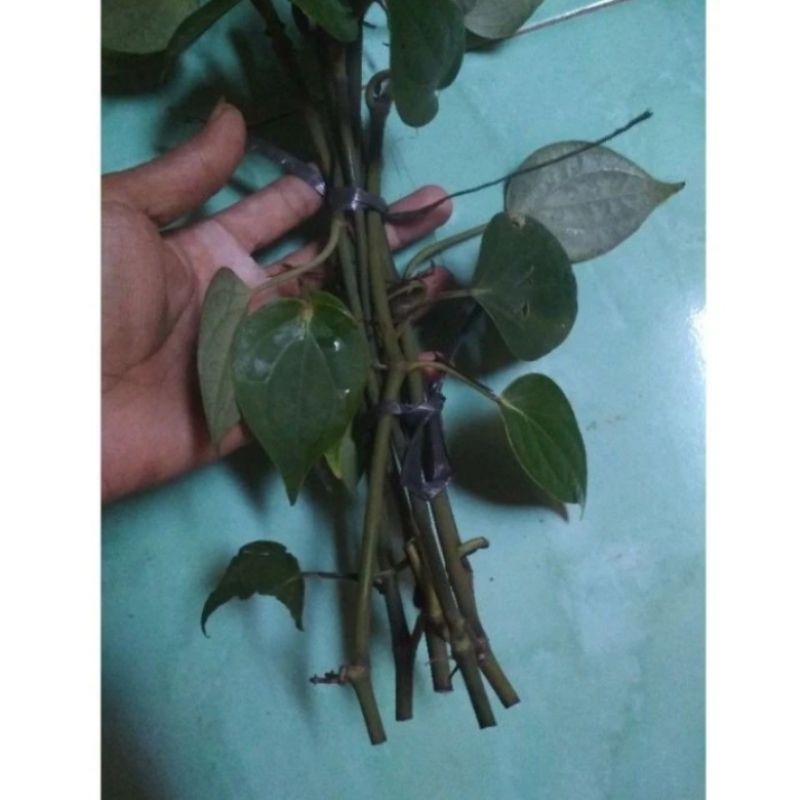 Bibit stek lada perdu siap tanam