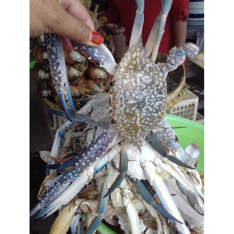 

Rajungan (Kepiting Laut) Segar