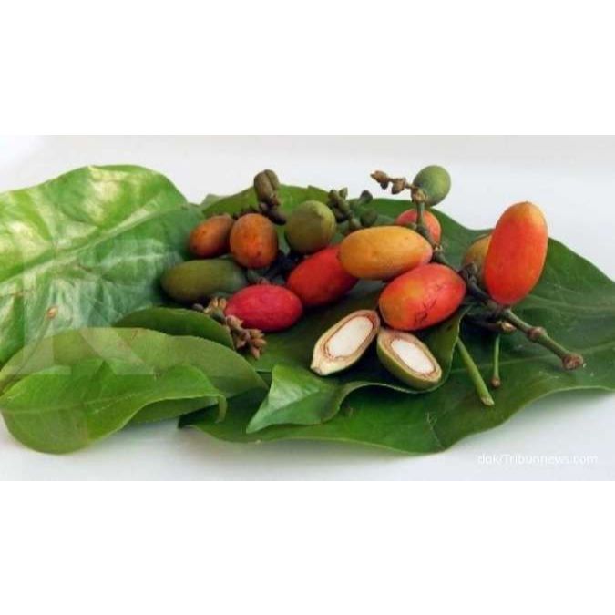 

Daun dan Buah Melinjo - Pasar Nusantara