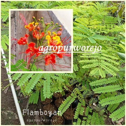 Bibit Tanaman Hias Bunga Flamboyan - Langka - Harga Murah