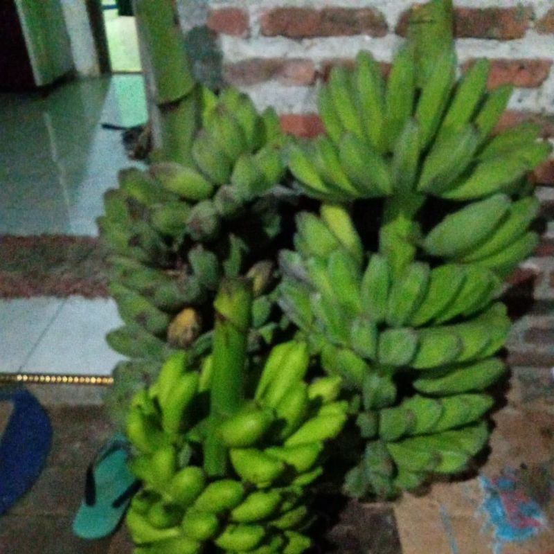 

PISANG KEPOK MERAH MASIH MENGKAL MASAK POHON HARGA BIASA 1 SISIR
