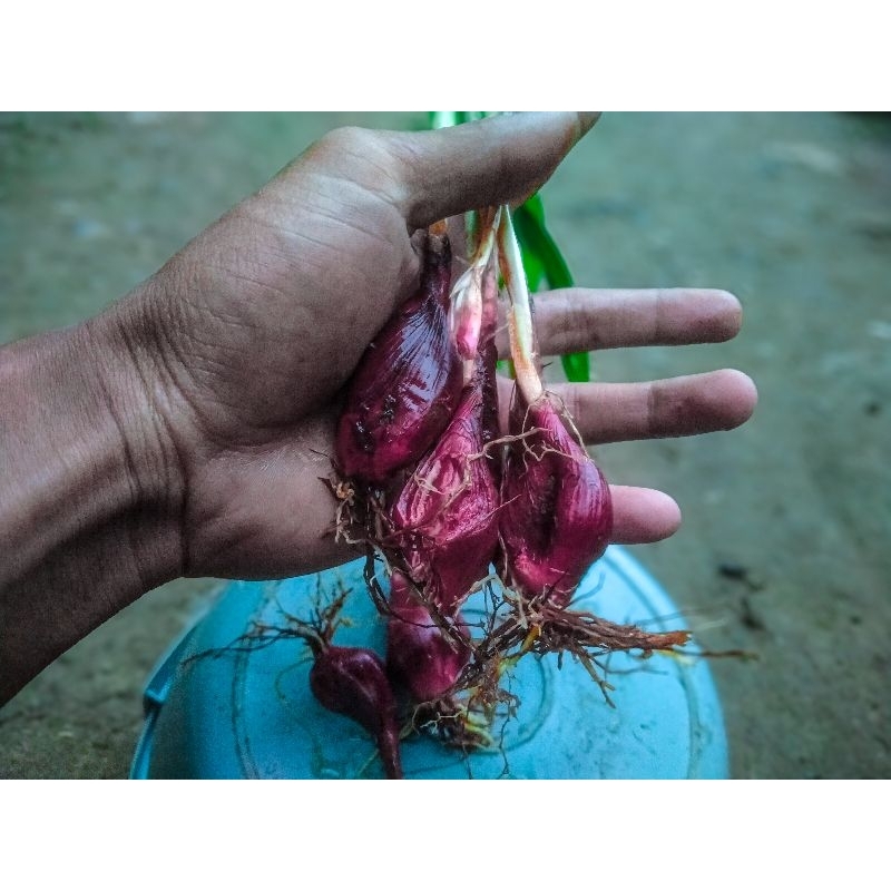 

Bawang dayak segar 500gram