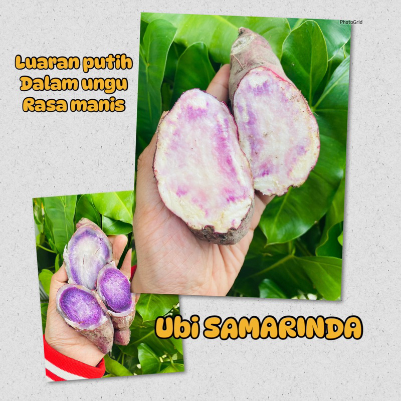 

TERMURAH UBI UNGU VIOLET 1kg