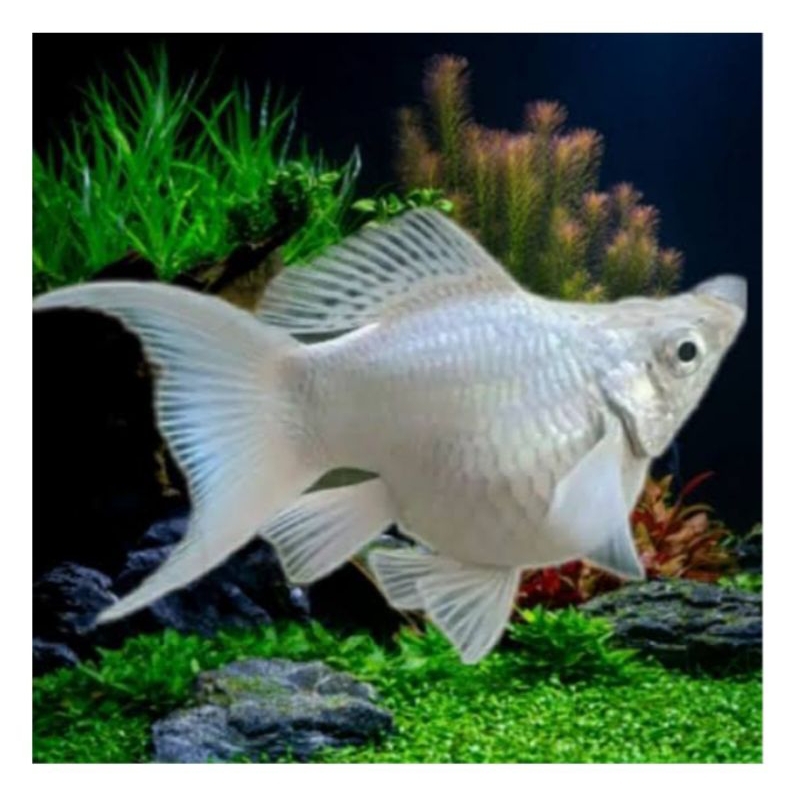 Ikan Hias Molly Balon Slayer Sepasang Siap Ternak - Moly Cawang