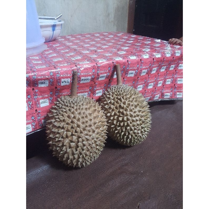 

Musangking lokal berat -+1,5