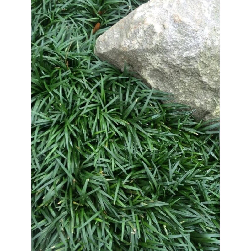 Bibit Tanaman Rumput Kucai Mini | Pengganti Rumput, Tahan Panas, Cocok untuk Taman