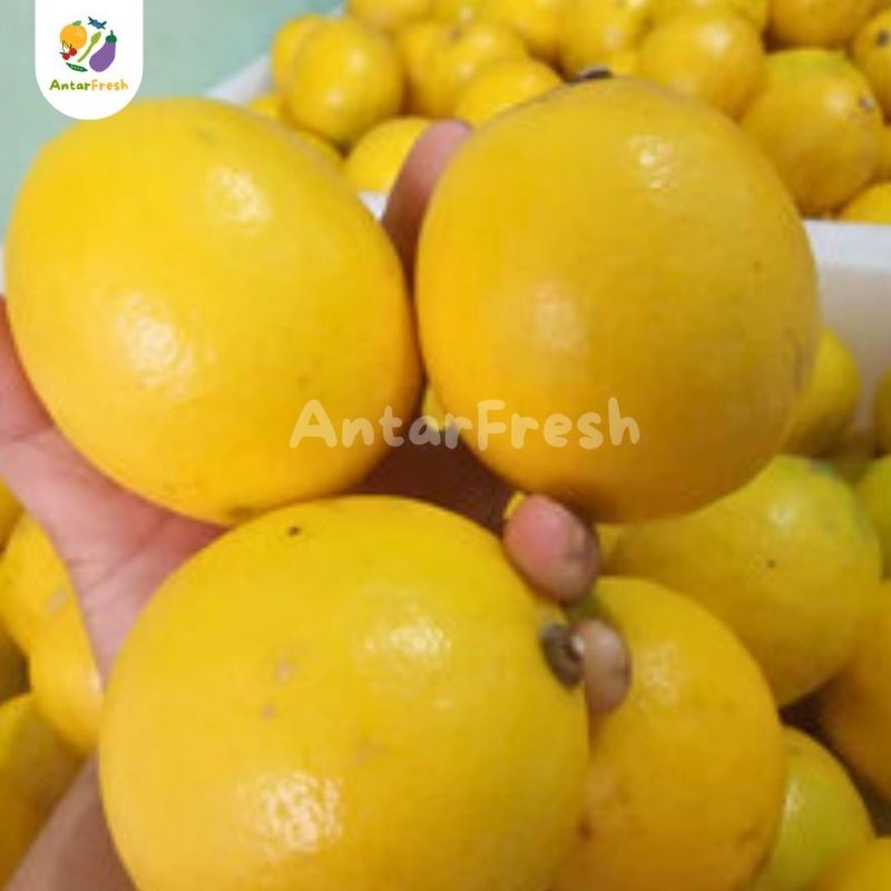 

LEMON CALIFORNIA GRADE AB SUPER 1KG isi 6-8 buah langsung Petik dari Kebun Sendiri