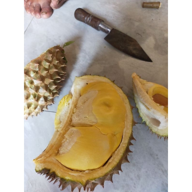 

DURIAN BAWOR PREMIUM BERGARANSI