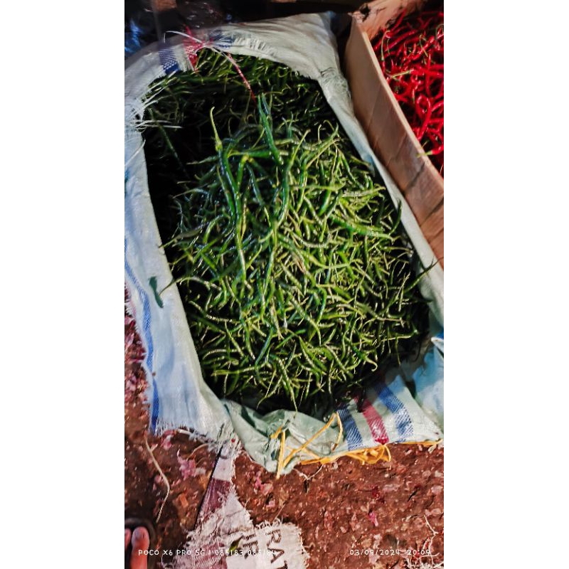 

Cabai Hijau Keriting 1 KG