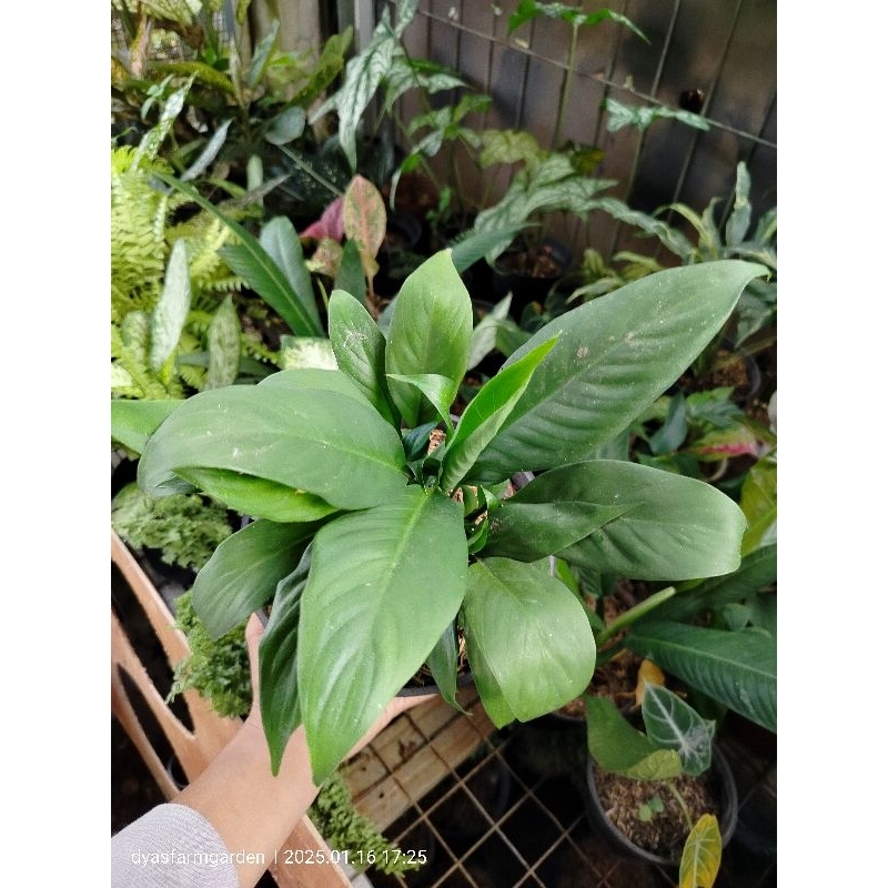 Tanaman Hias Peace Lily Bunga Sepatu Filum Bangkok Lokal Berbunga Putih