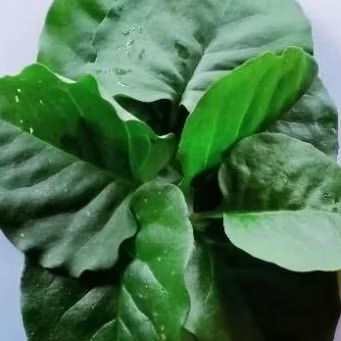 

Daun Binahong segar 200g