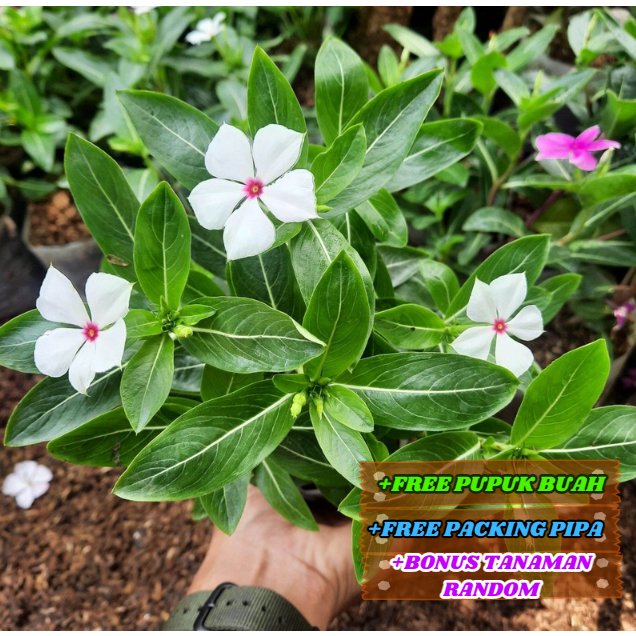 Bibit Bunga TAPAK DARA Tanaman Hias Cantik