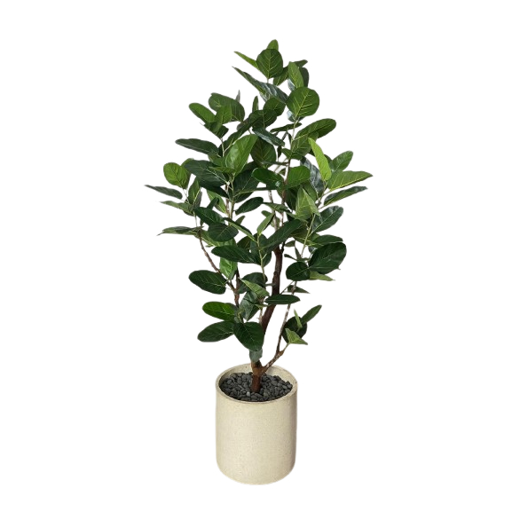 POHON FICUS/ POHON HIAS/ POHON PALSU/ POHON BERINGIN / FICUS AUDREY 6FT