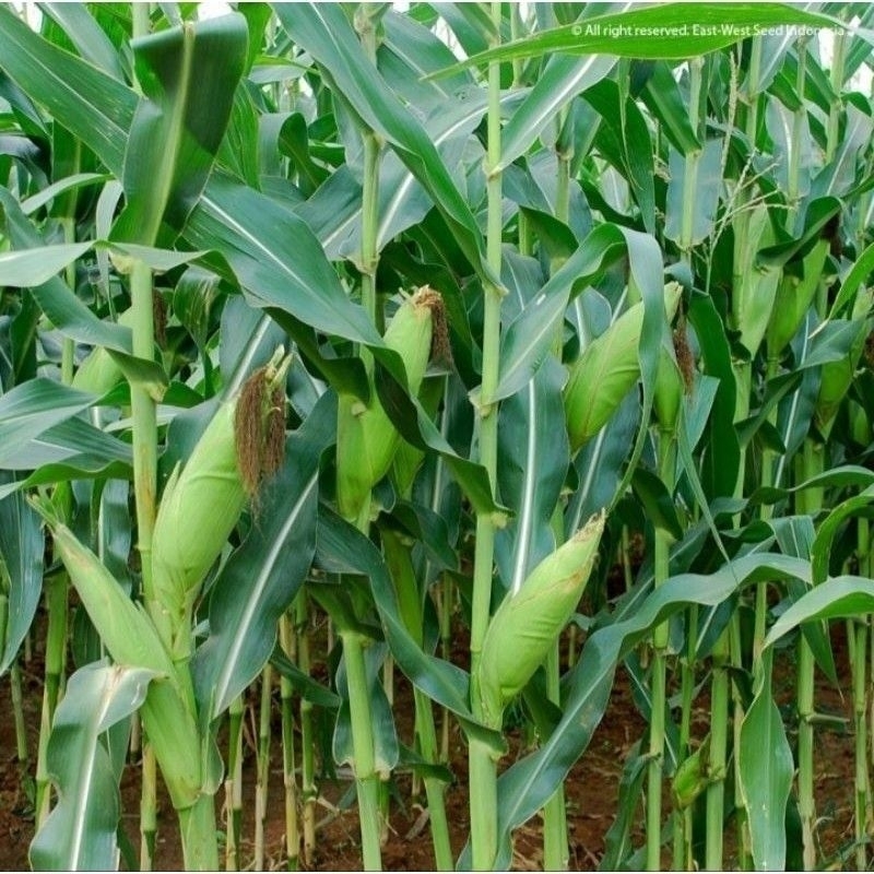 BENIH JAGUNG( turunan) f2 jenis PERKASA 1KG