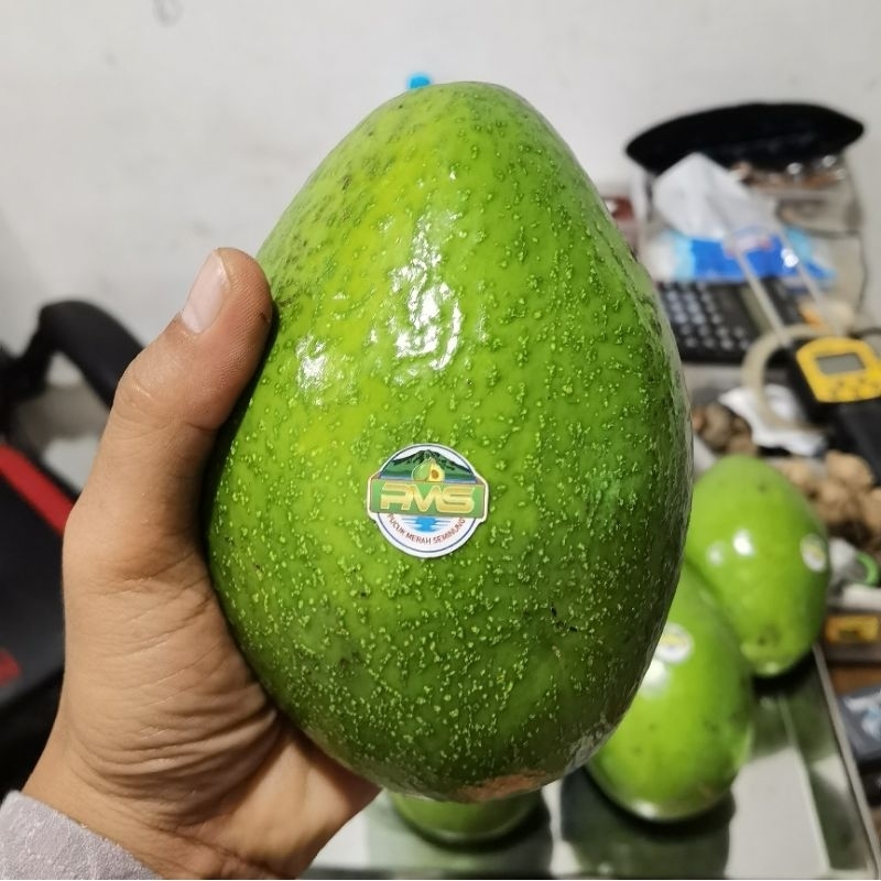 

Buah Alpukat 1kg Alpukat Pucuk Merah Seminung Pulen Alpukat Ranau dikirim mentah 1-2buah 1kg