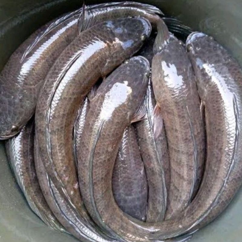 

Ikan gabus hidup segar hidup (pesen hari ini, dikirim hari ini juga)