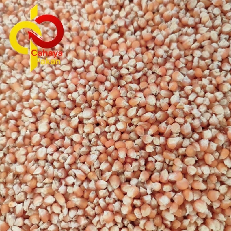 

jagung kecil super 1 kg