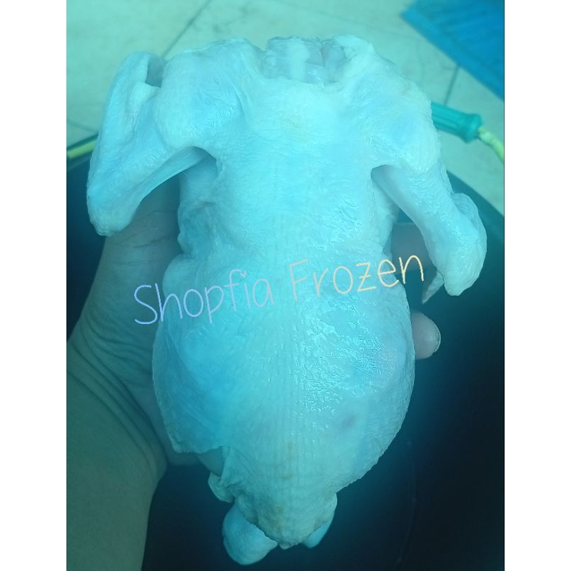 

Ayam Karkas size 650-700gram/ekor
