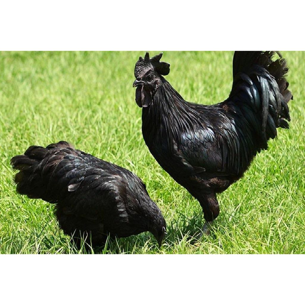 Ayam Cemani Asli Lidah Hitam