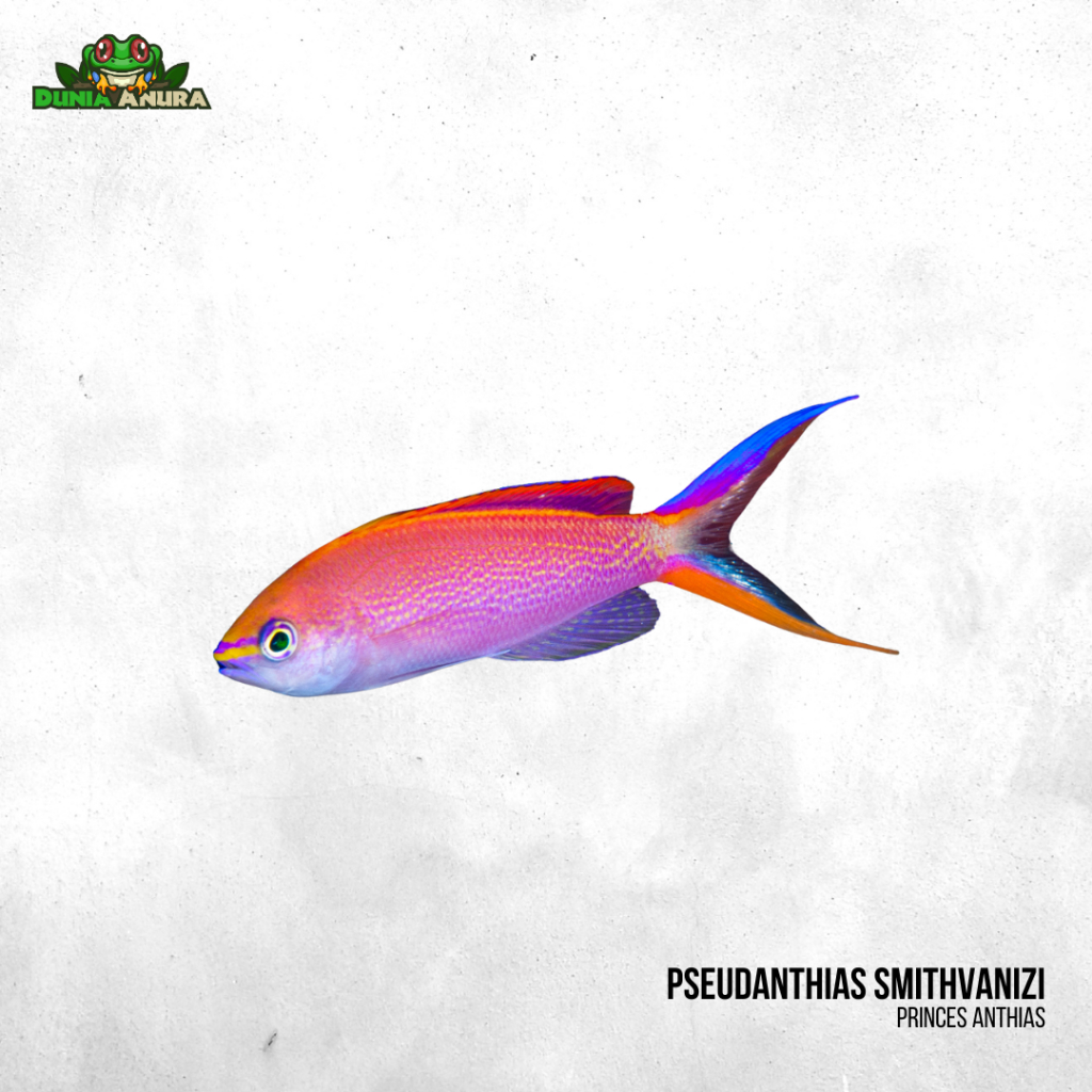 Ikan hias laut Bibir Merah - Princess Anthias -Pseudanthias smithvanizi