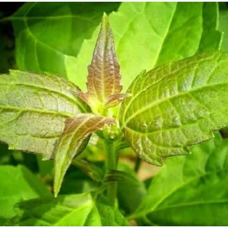 

DAUN KIRINYUH DAUN BALAKACIDA SEGAR 500GRAM FRESH